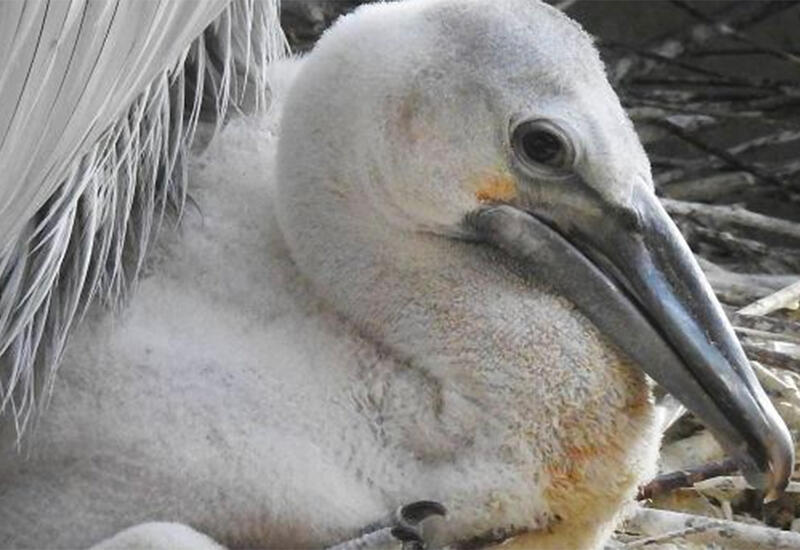 В Перу тысячи пеликанов обнаружены мертвыми