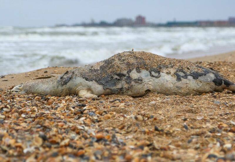 Увеличилось число обнаруженных мертвых нерп на побережье Каспия