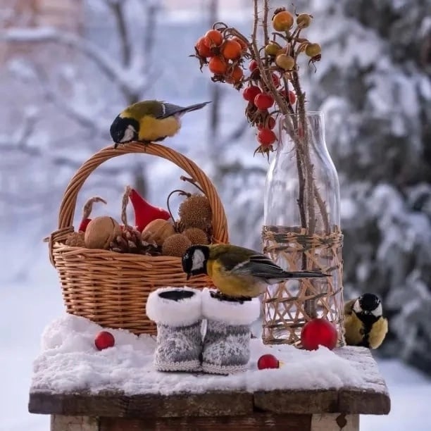 Покормите птиц, не забывайте про этих маленьких пернатых))