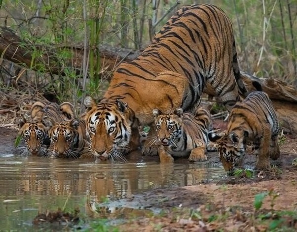 Тигры изначально появились в Азии около 1,8 млн лет назад.