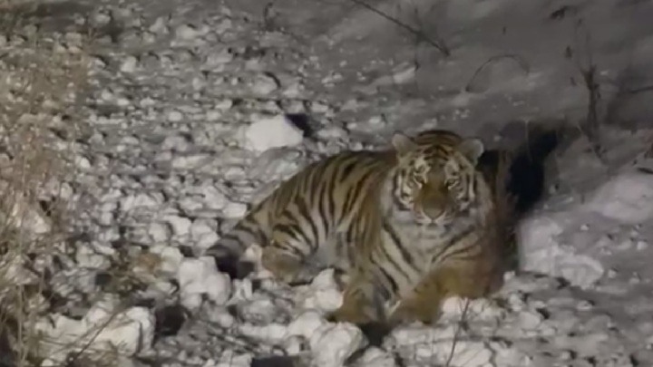 Молодой самец тигра устроил небольшой переполох на трассе Фокино