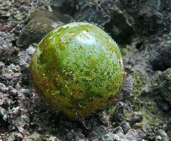 Это странное существо Валония пузатая — вид зелёных водорослей из семейства валониевых.