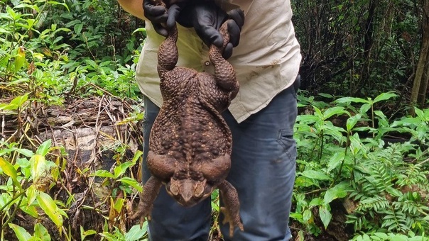 «Toadzilla»: в Австралии найдена тростниковая жаба-рекордсмен, которая считается самой крупной в своем роде