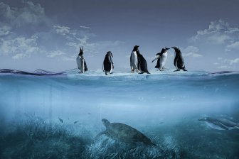 Самый большой из обнаруженных пингвинов весил 150 кг
