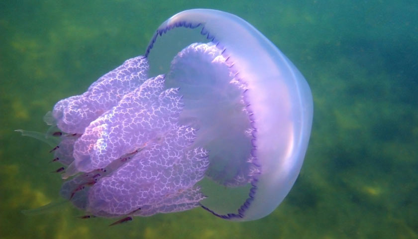 Медузы одни из самых древних обитателей нашей планеты