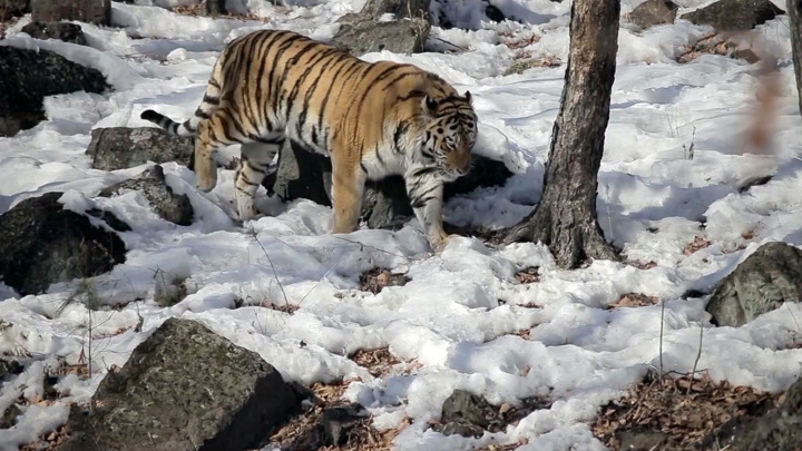 Тигры ввели комендантский час в Хабаровском крае