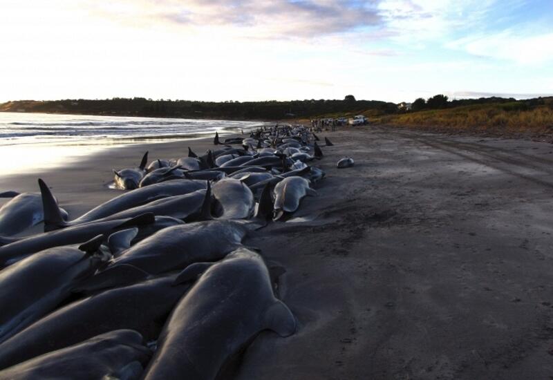 Десятки дельфинов выбросились на берег в Японии