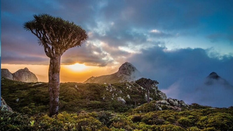 Остров Сокотра — изолированный остров, где природа сохранилась в доисторическом виде