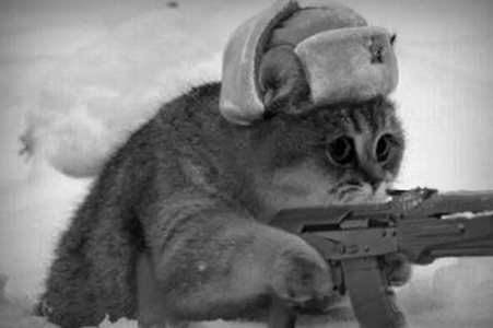 Как кот служил в советских войсках ПВО: байка или факт