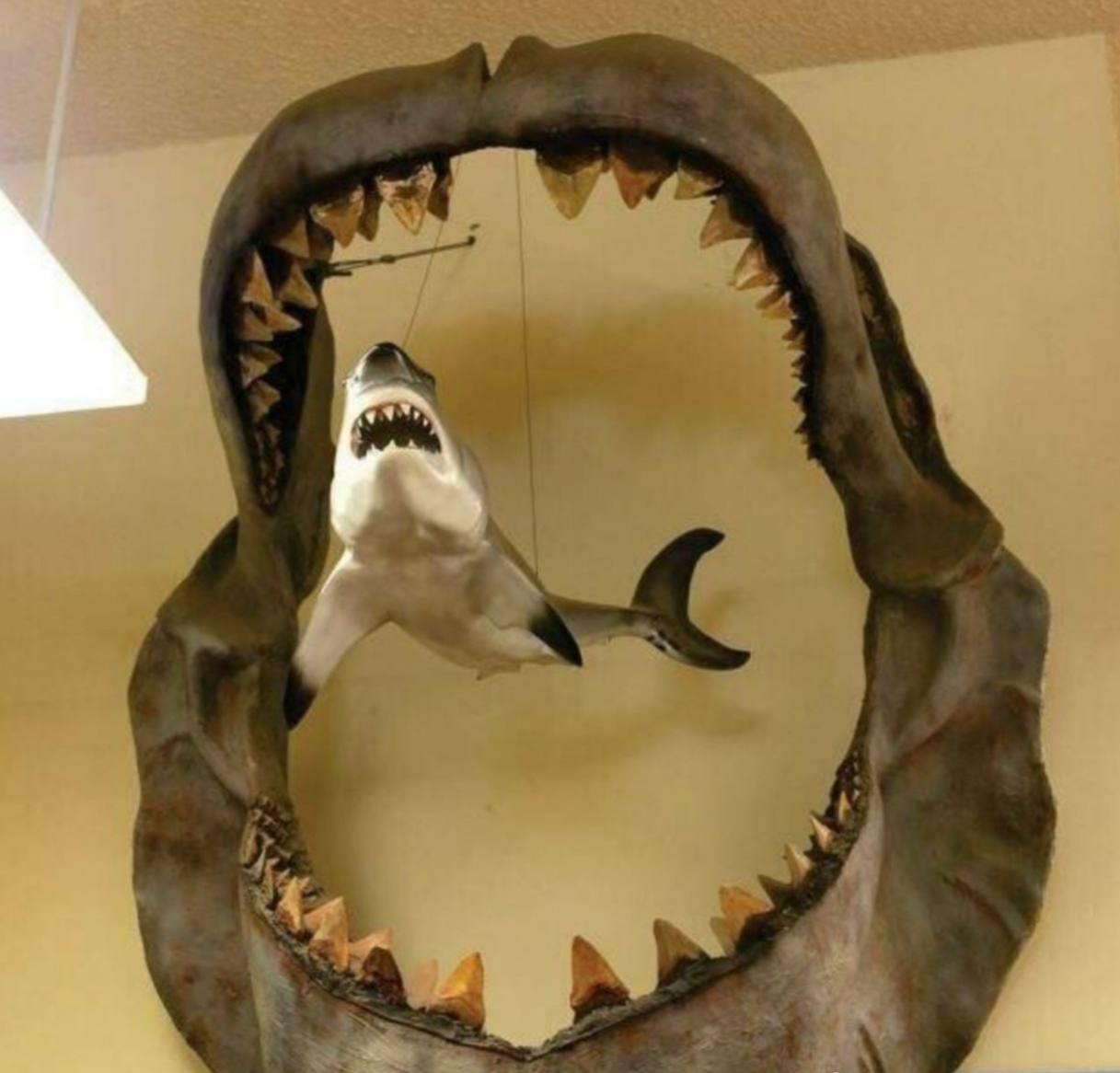 Челюсть древнего мегалодона по сравнению с 3-метровой большой белой акулой.
