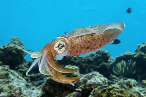 Ученые обнаружили, что кальмары могут беспрепятственно редактировать свою РНК