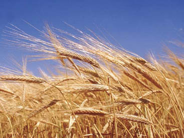 В Италии сообщили об утрате 400 тыс. тонн зерна