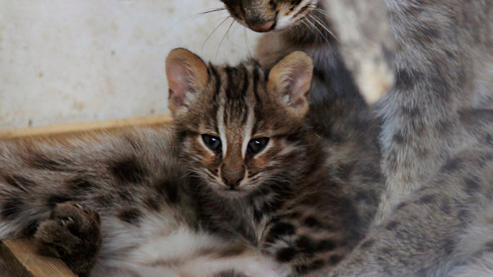 Редкие амурские котята родились в Центре реабилитации диких животных