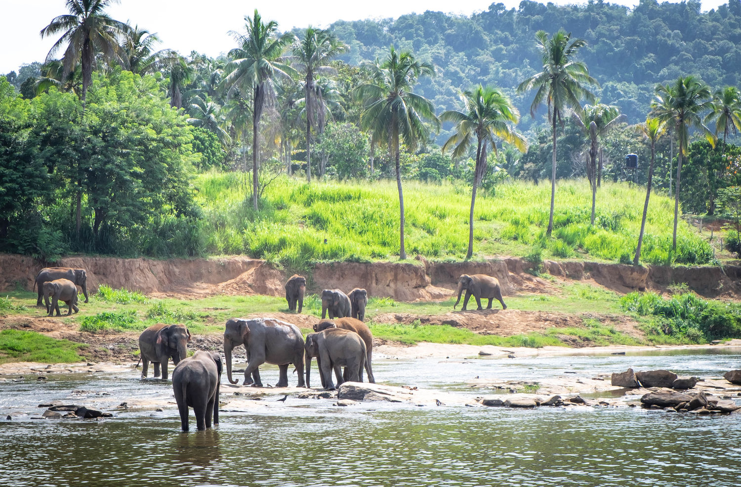 Откройте волшебство Шри-Ланки: Национальные парки, вдохновляющие естествоохранение и приключения