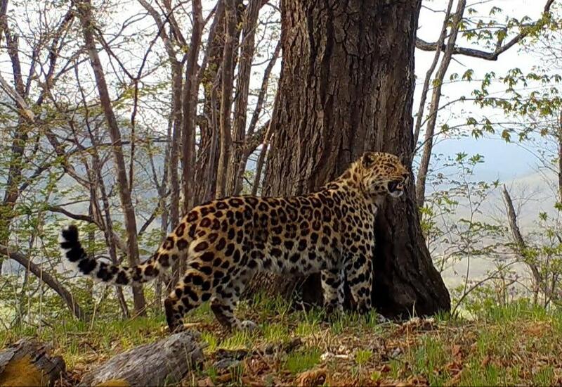В Уссурийский заповедник выпустили первых дальневосточных леопардов