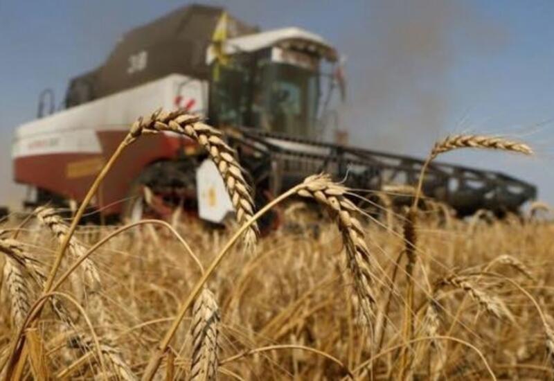 РФ и Египет выработали систему доставки российской пшеницы