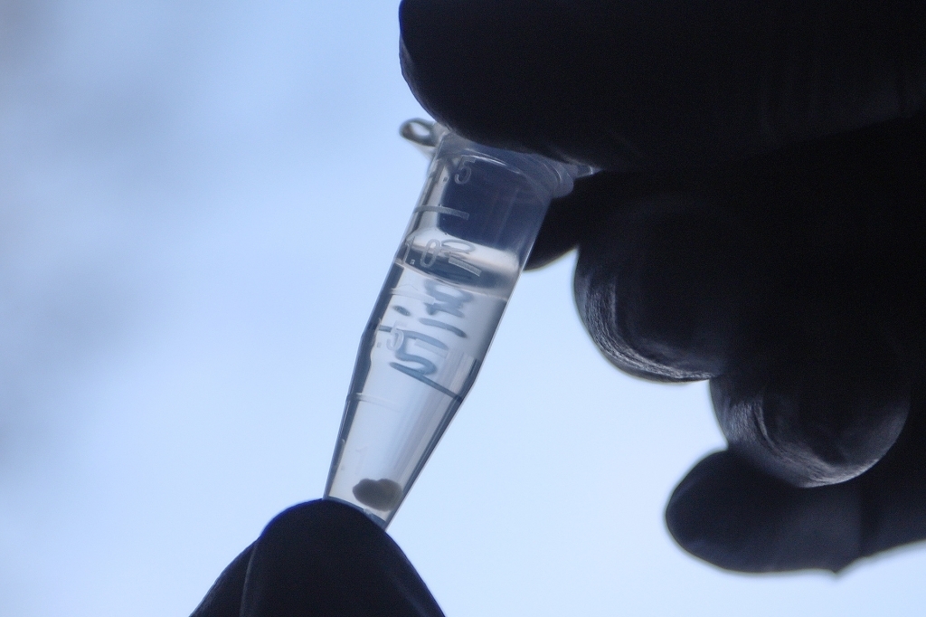 Россия представила препарат для лечения коронавируса