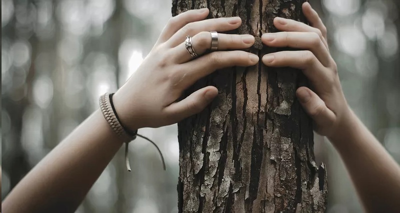Что кольца деревьев могут рассказать о прошлом