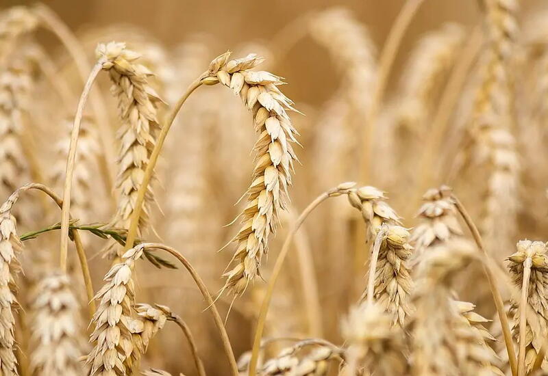 В ЕС призвали возобновить зерновую сделку
