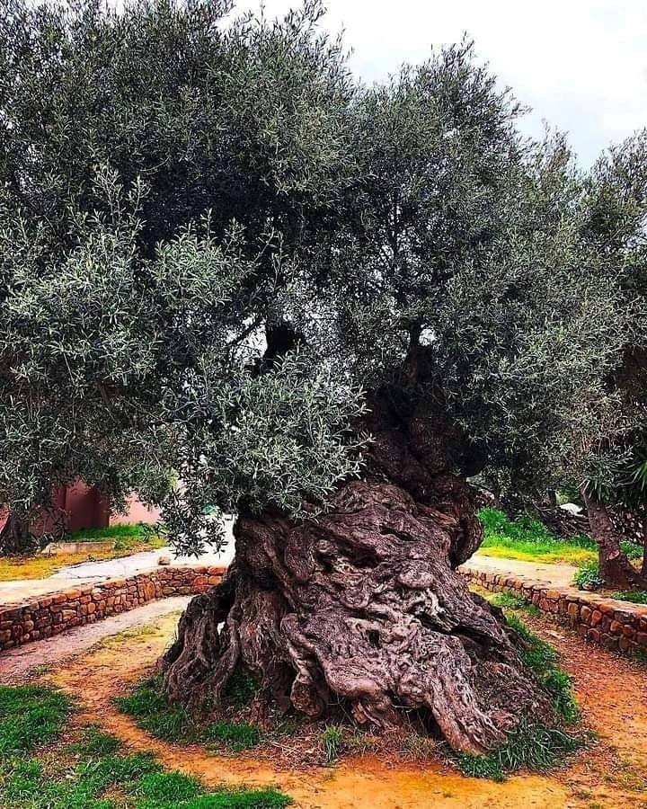 Этому древнему оливковому дереву на Крите невероятные 3000 лет.