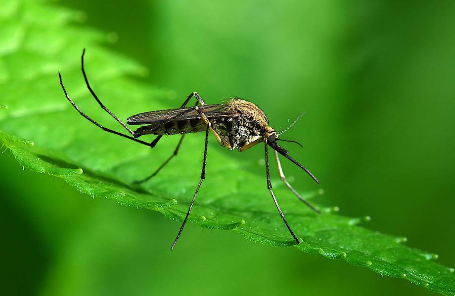 Падают и не могут взлететь: создан эффективный спрей от комаров