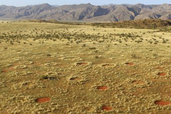 Немецкие ученые выяснили, что причиной волшебных кругов в пустыне Намиб являются термиты