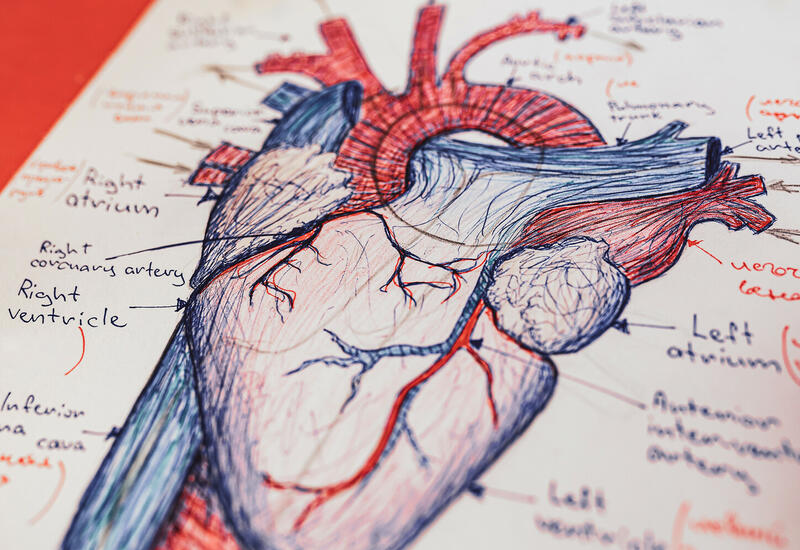 Врачи создали виртуальные копии сердца для лечения аритмии