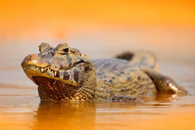 Загадка оранжевых крокодилов