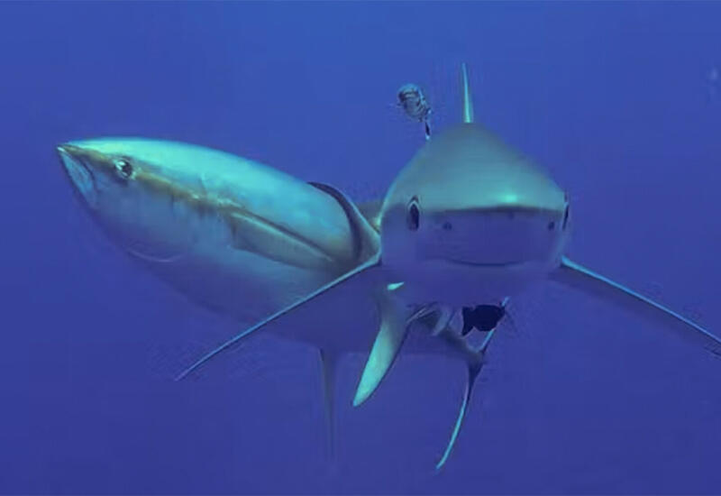 У побережья Флориды обнаружили «кокаиновых акул»