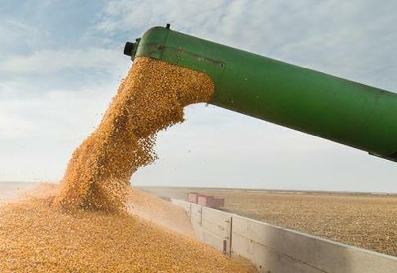 Экономисты опасаются роста мировых цен на зерно