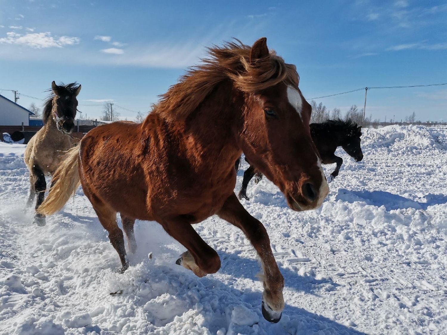 Симон Васильев: «В приобских лошадей я влюбился с первого взгляда»
