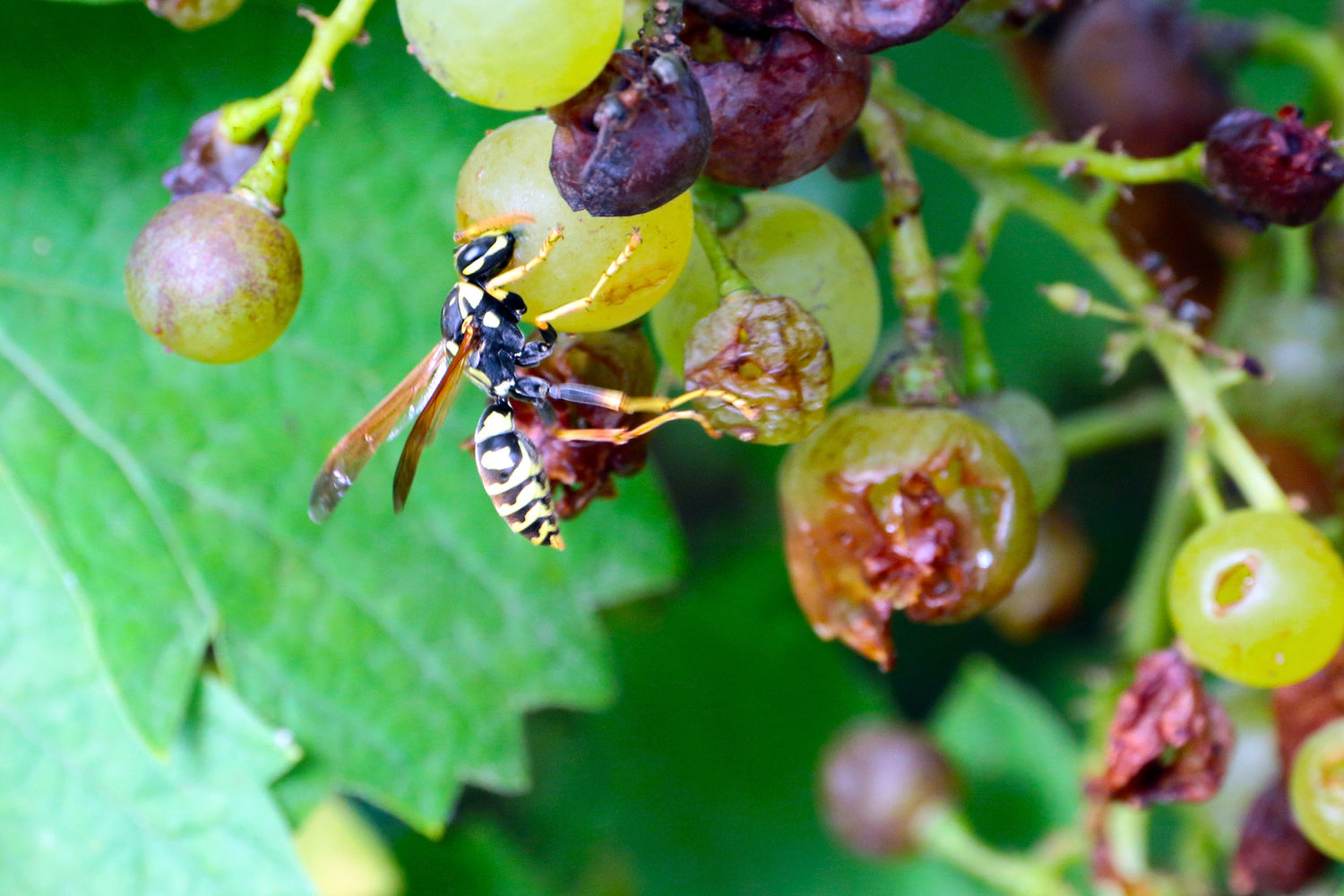 Катастрофа: осы на винограднике