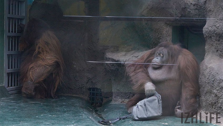 Рон и Лола: трогательная история любви орангутанов
