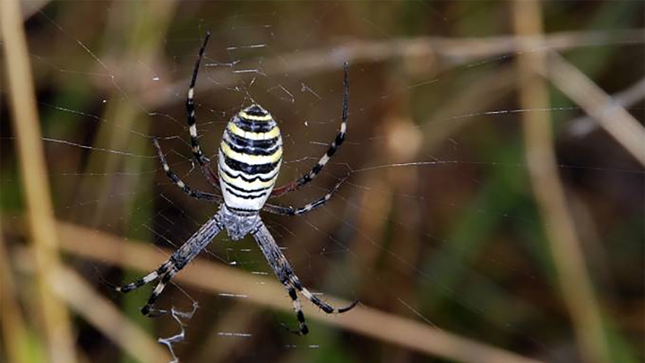 Жителей Подмосковья беспокоят расплодившиеся пауки-осы