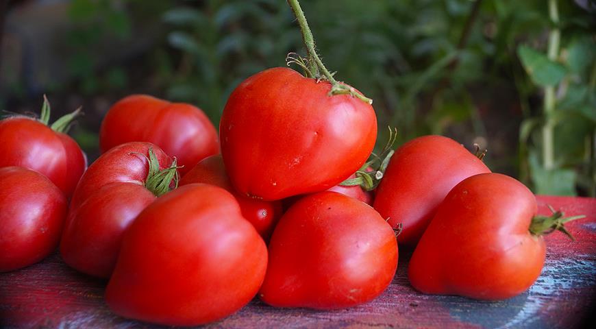 «Влюбленные» помидоры: в форме сердечка