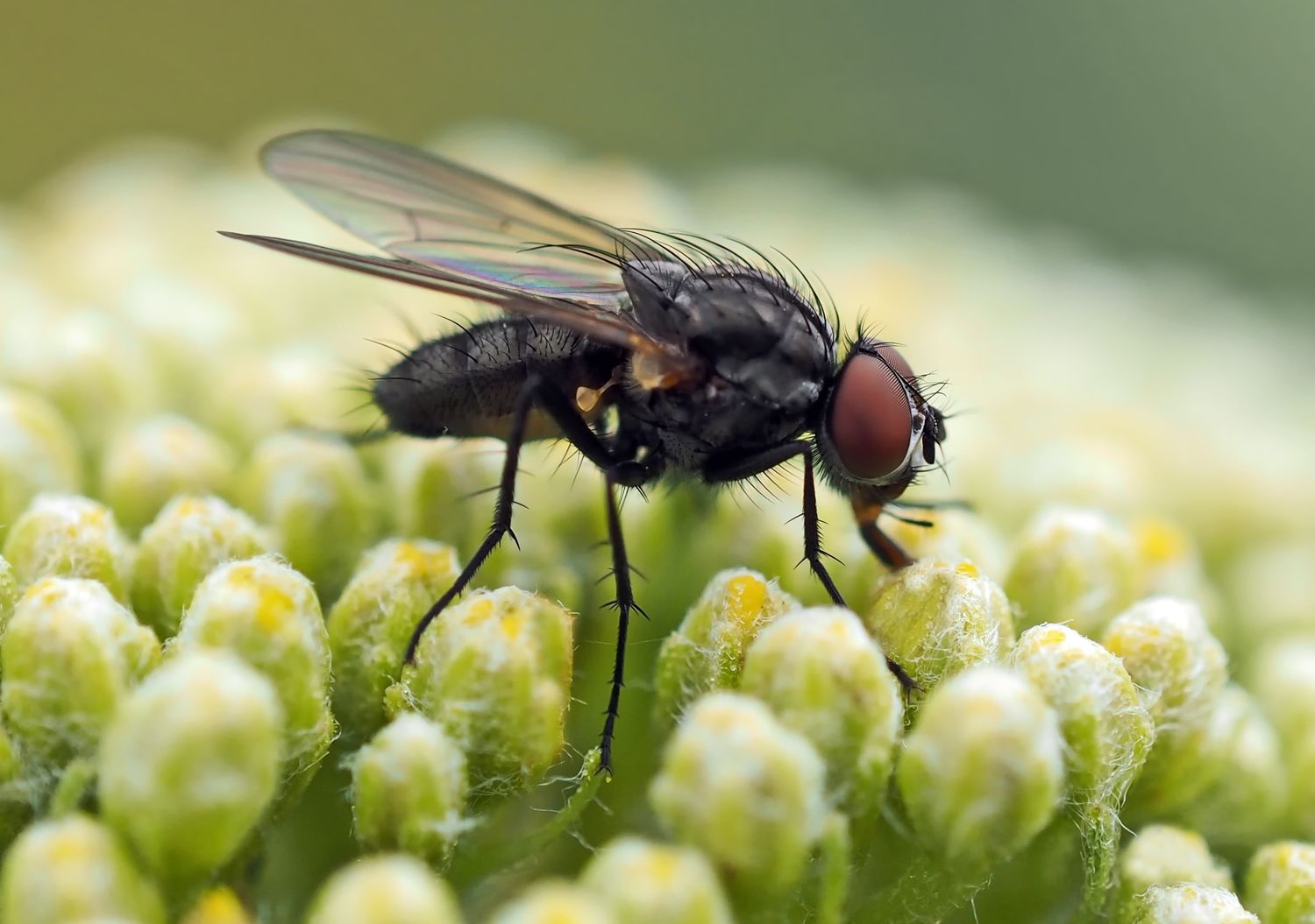 А знаете ли вы, что в природе есть травы, которые помогут вам справиться с надоедливыми мухами?