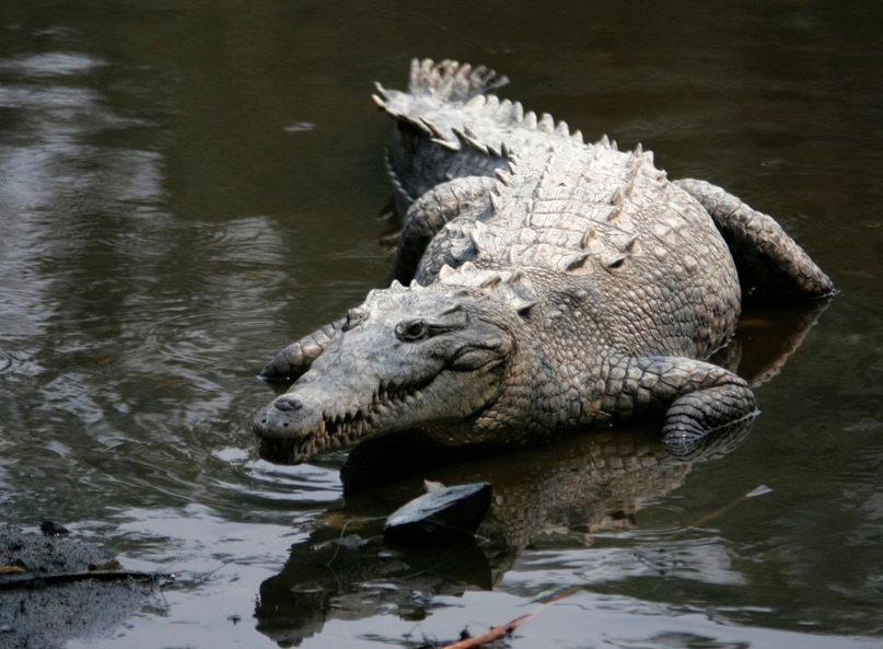 Нашествие крокодилов на Руси .
