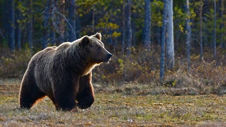 Медведь напал на сборщика шишек в красноярской тайге