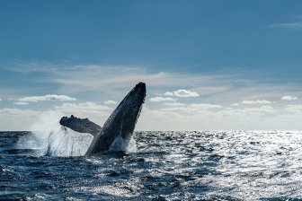 почему киты часто носят «шляпы» из морских водорослей