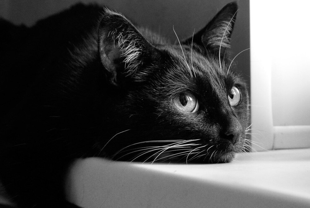 Что нужно знать о кошачьем лейкозе и вирусе иммунодефицита кошек