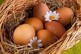 Коллаген и эластин: чем полезны куриные яйца