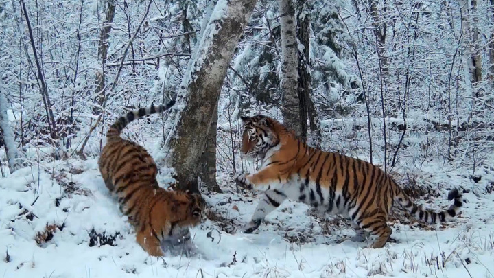 Резвящееся на первом снегу тигриное семейство попало на видео