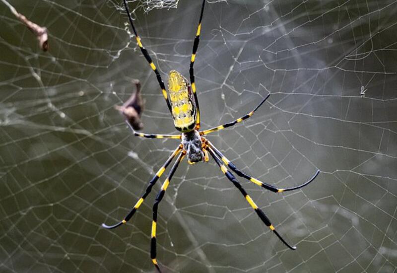 Летающие пауки размером с ладонь захватили восток США