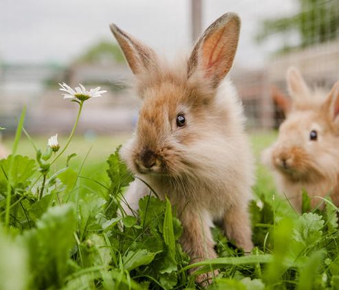 О декоративных кроликах в вопросах и ответах
