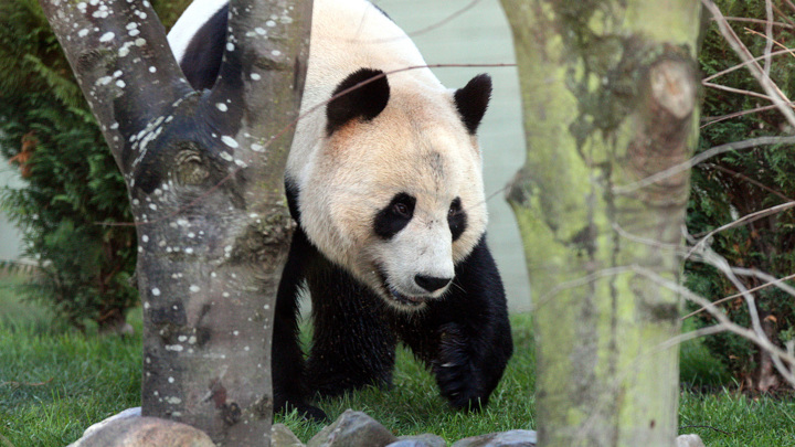 После 12 лет жизни в Великобритании две панды вернутся в Китай