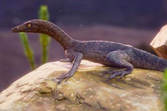 В Бразилии нашли ископаемую рептилию времен раннего триаса