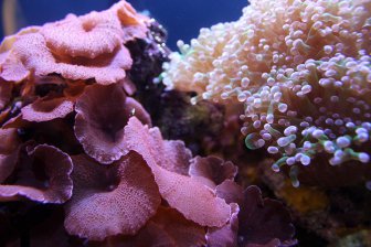 Некоторые виды кораллов могут оказаться более устойчивыми к изменению климата, чем считалось ранее