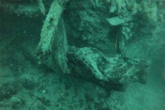 Подводный лес в возрасте 60 000 лет может стать очередным медицинским прорывом