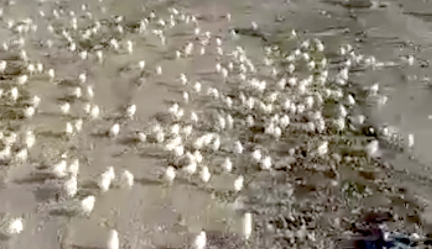 Из тысяч выброшенных на обочину яиц вылупились цыплята: видео