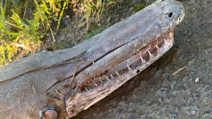 В Великобритании школьник нашел загадочное существо, похожее на крокодила